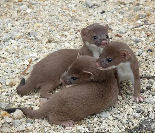 Three weasels, part of the "Long-tailed Weasel" species, sitting on the ground.
