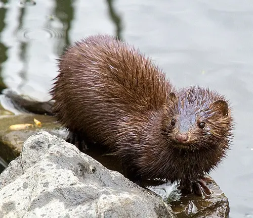 A small brown American Mink stands on a rock in the water.