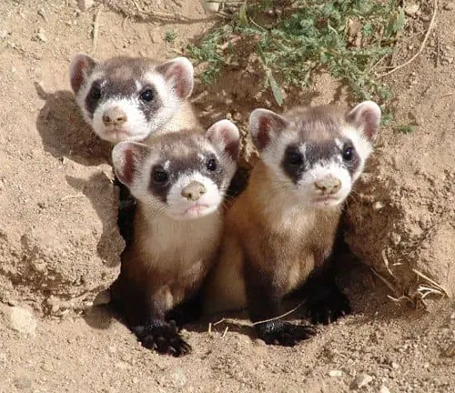 Three curious ferrets peek out of their burrows in their native habitat, showcasing their social behavior.