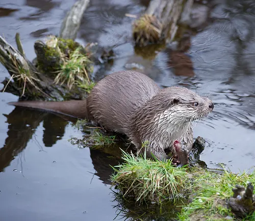 An European otter swimming in the water, facing threats to its survival.