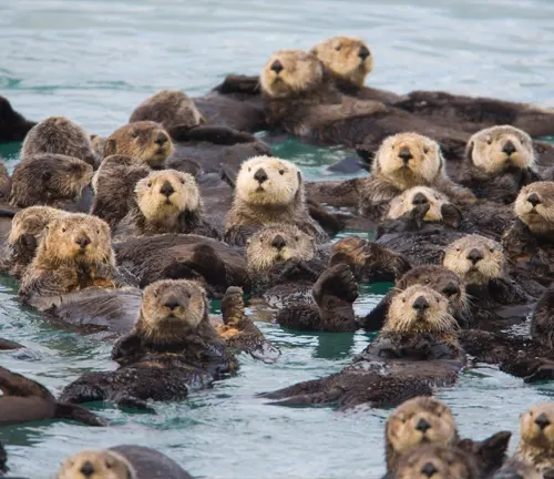 Sea otters swimming in water, showcasing their "Sea Otter" Social Structure.