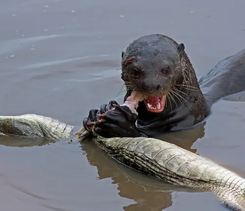 An otter, known as the "Giant Otter", is seen eating a fish in the water.