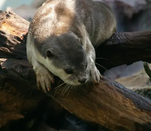 Smooth-coated Otter sitting on log in enclosure, showcasing feeding strategies.