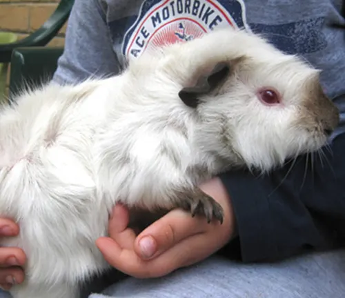 A person gently holds a white Abyssinian guinea pig, showcasing its grooming needs.