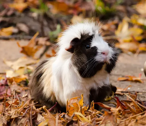 A Coronet Guinea Pig sitting on the ground amidst leaves, blending with its environment.