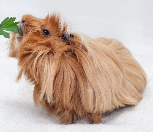 A Peruvian Guinea Pig munching on leaves, showcasing health considerations for this specific breed.