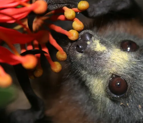 Close-up of a bat, known as "Flying Fox," feeding from a flower.