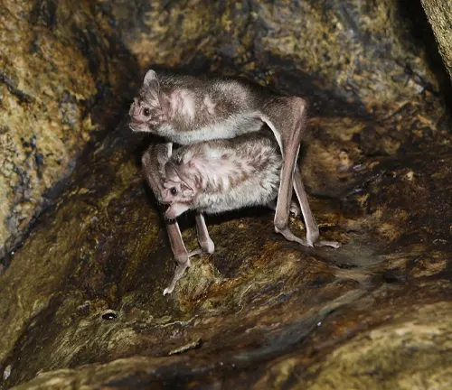 Two bats perched on a rock, displaying "Big Brown Bat" mating behavior.
