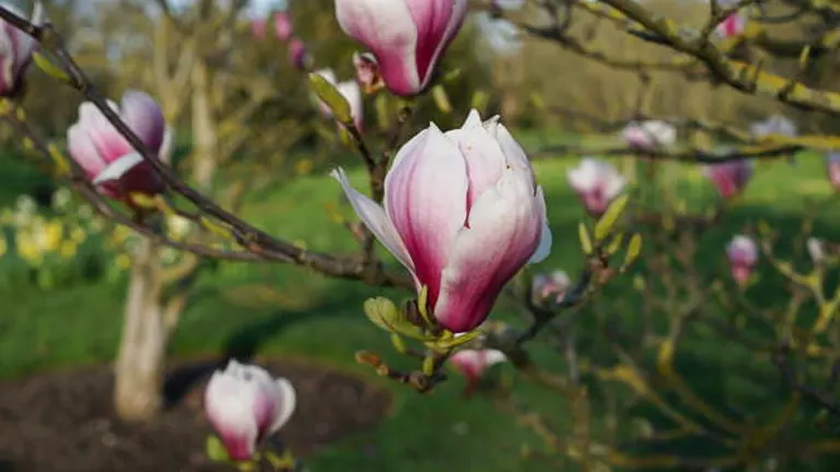 Close-up of a pink and white magnolia bud beginning to bloom, with soft-focus background of a garden hinting at more magnolias and spring foliage.