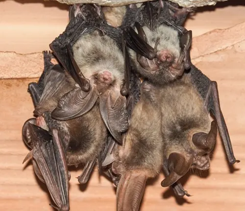 Mexican Free-tailed Bats hanging from cave ceiling, displaying mating behavior.