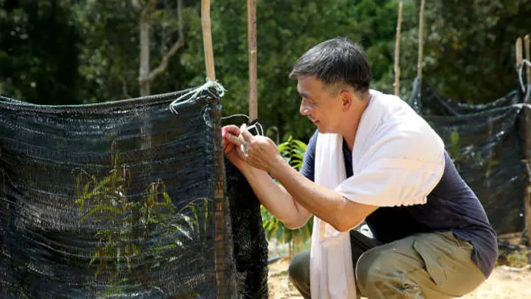 A smiling man crouching down to secure a black windbreak netting around a young sapling in a durian plantation, with stakes and forest in the background.