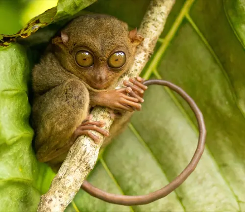 A Philippine Tarsier monkey perched on a branch in the rainforest, showcasing its unique communication methods.