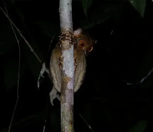  A Western Tarsier perched on a tree branch at night, showcasing its nocturnal habits.

