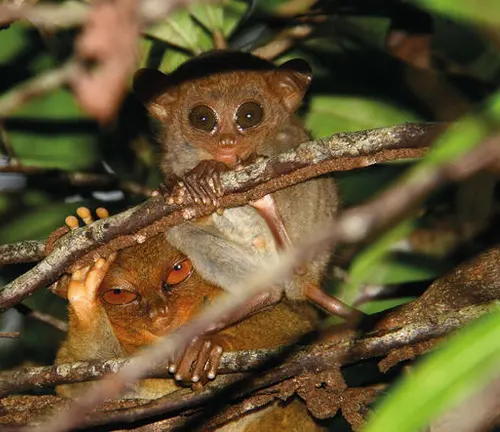 Two Eastern Tarsiers perched on a branch in the forest.