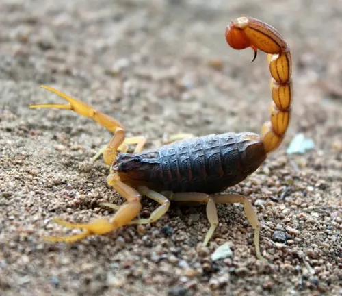 A scorpion with a long tail on the ground, showcasing "Deathstalker" hunting techniques.