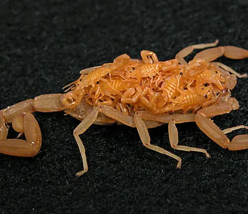 A scorpion with spread-out legs on a black surface. Image depicts the reproduction cycle of the Arizona Bark Scorpion.