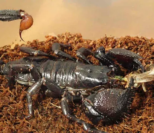 An Emperor Scorpion with its tail touching the dirt, showcasing its feeding habits.