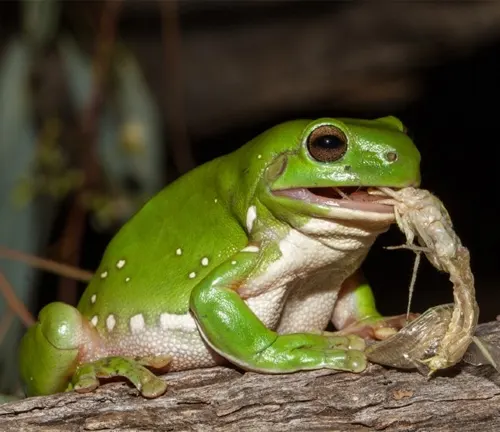 A green tree frog with its mouth open, eating a worm.