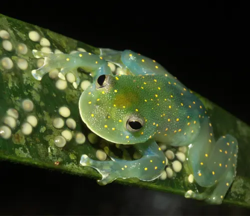 A frog with yellow spots on its back sits on a leaf.