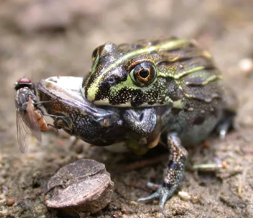 A bullfrog capturing a fly in its mouth.