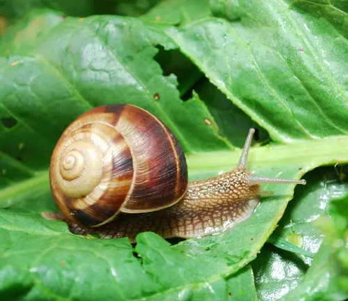A Roman snail slowly crawls on a leaf, showcasing the lifestyle of this species.