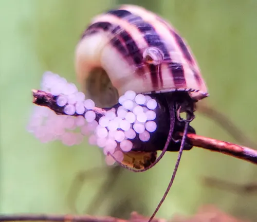 A Ramshorn Snail with white and black striped shell, known for consuming organic debris.
