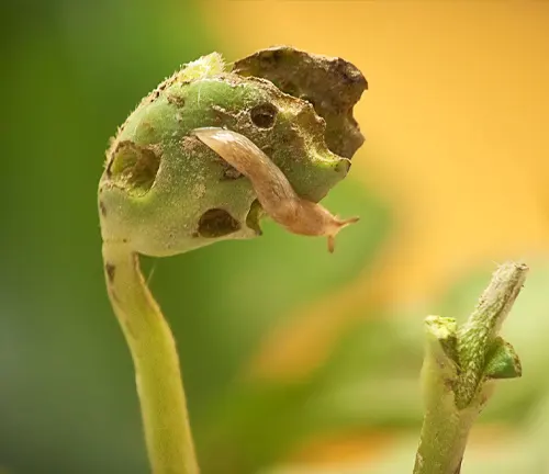 A "Gray Garden Slug" slowly crawls on a plant stem.