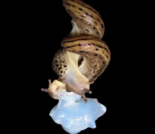 A snail holding a blue shell, displaying "Leopard Slug" mating behavior.