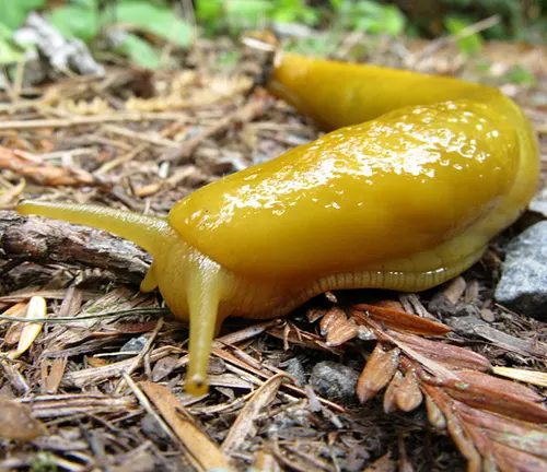A yellow slug, known as a "Banana Slug," crawls on the forest floor, showcasing its unique coloration and defense mechanisms.