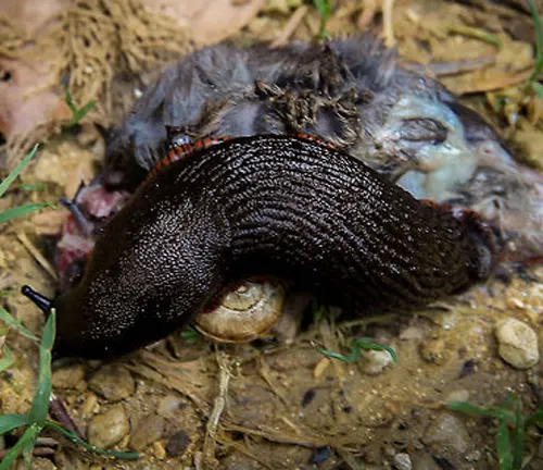 A black slug feeding on a lifeless bird lying on the ground. This image showcases the behavior of the "Black Slug".