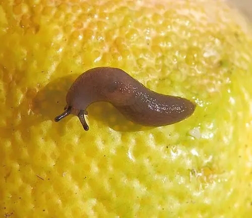 A "Greenhouse Slug" slowly crawls on a lemon, showcasing the intriguing interaction between nature and citrus fruit.