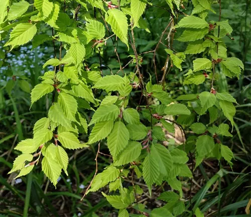 Fresh green leaves of a beech tree with delicate serrated edges in a natural setting