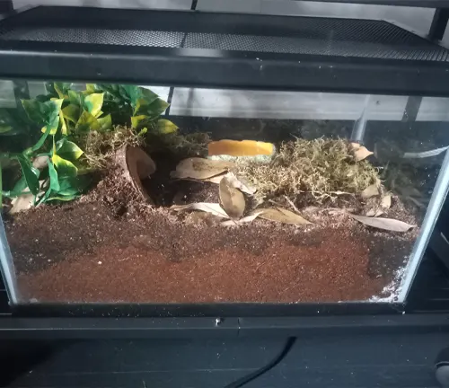 Enclosure setup for Cobalt Blue Tarantula: small terrarium with hiding spots, substrate for burrowing, water dish, and climbing branches.