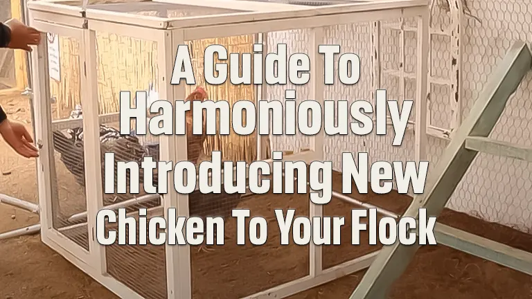 How Do You Introduce New Chickens to Your Flock? A Step-by-Step Guide