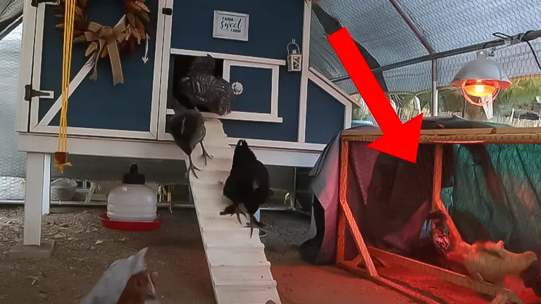 Chickens exiting a coop with a ramp, with a heat lamp setup indicated by a red arrow