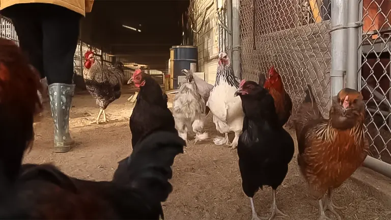 A variety of chickens in a barnyard with a person wearing rubber boots in the background