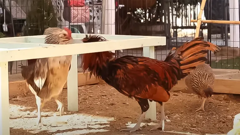 Chickens in a coop, with a rooster displaying its plumage and a hen pecking at the ground