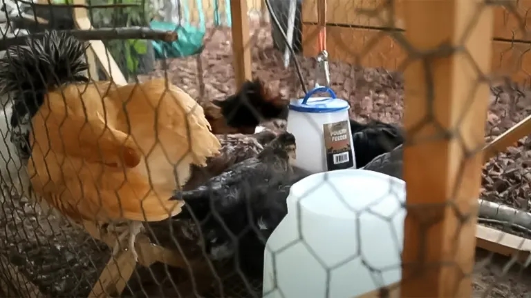 Chickens behind a wire fence with a poultry feeder and waterer in a coop