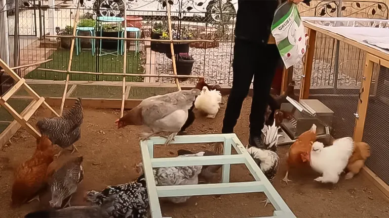 A person tending to a diverse group of chickens in an enclosed outdoor area with gardening supplies