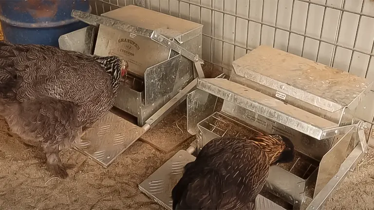 Two chickens using metal nesting boxes inside a coop