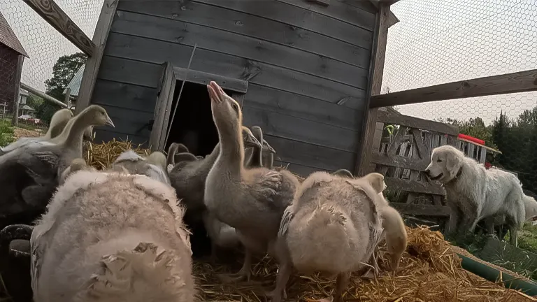 Geese and a guardian dog near a coop on a straw-covered area of a farm