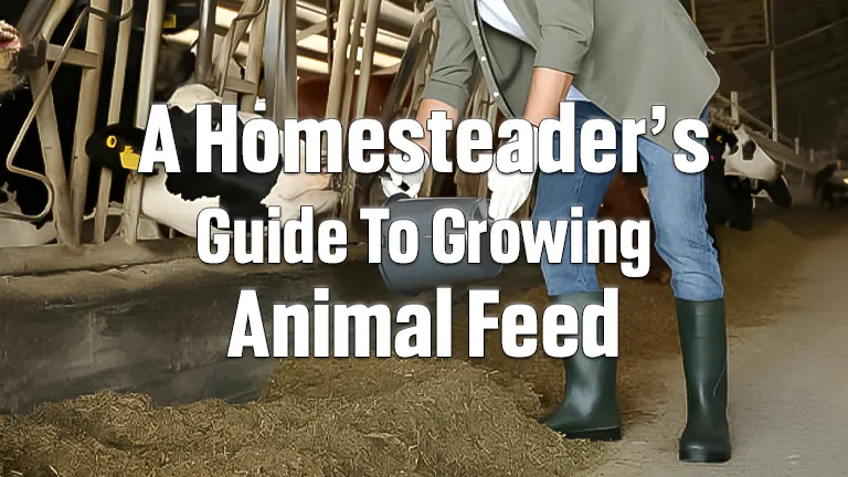 Start Growing Animal Feed: A Beginner's Guide to Homesteading