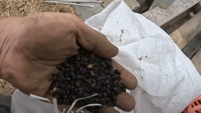 A hand full of black seeds for planting on a homestead