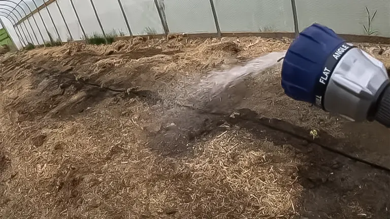 Watering hose irrigating straw-covered ground in a hoop house for feed cultivation