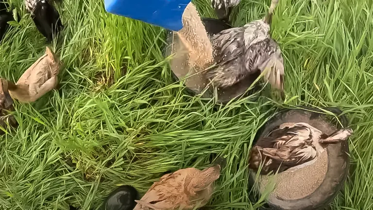 Chickens bathing in water from a blue hose on lush green grass