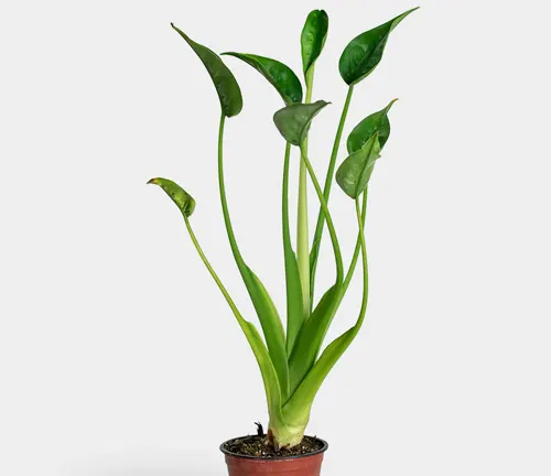 Image of Alocasia Tiny Dancer Plant