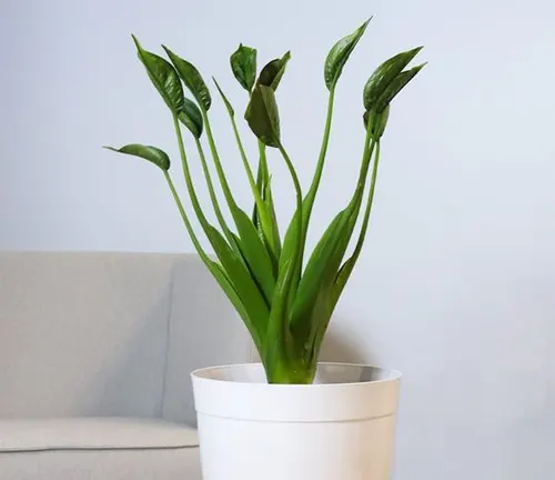 An image of Alocasia Tiny Dancer Plant in White pot