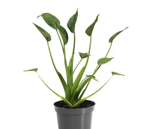 A Alocasia Tiny Dancer Plant in Black pot