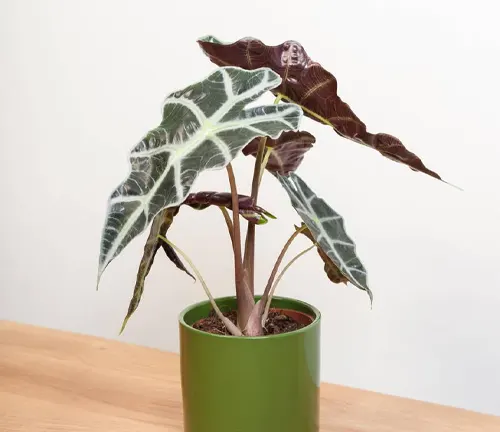 An Alocasia plant in a green pot.