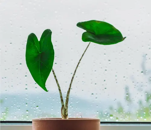 Baby plant Alocasia Zebrina on a window shelf on a rainy day